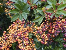 DWARF UMBRELLA TREE - HAWAIIAN