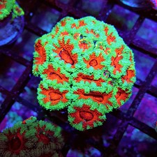 Wysiwyg acan lord coral - -,