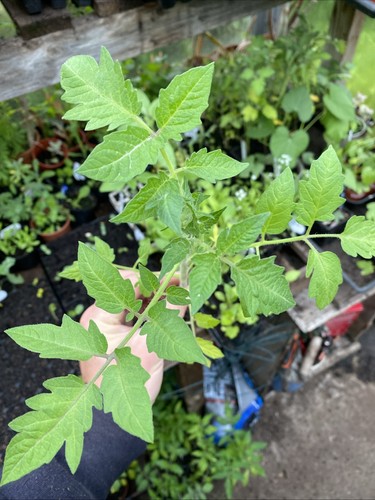 Roma plum tomato organic - plum,