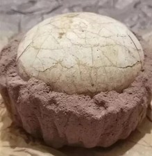 Segnosaur Dinosaur Egg