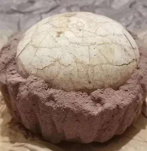 Segnosaur dinosaur egg - segnosaur,
