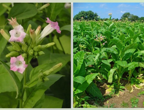350 golden virginia tobacco - 350, x