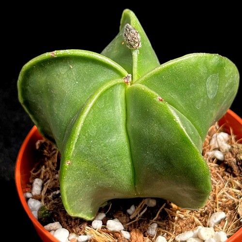 Astrophytum myriostigma - astrophytum,