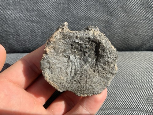 Fossil plesiosaur vertebra - fossil,