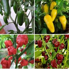3x Pepper Choose From 11 Varieties Plug Plants Chili - End of April'25