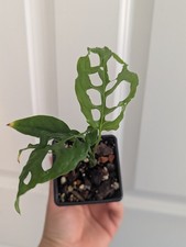 Monstera Obliqua Peru - Young