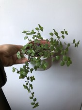 10x Callisia Repens Turtle Vine Fresh unrooted Cuttings, Trailing Houseplant