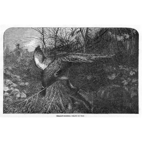 Hunting pheasant shooting - pheasant,