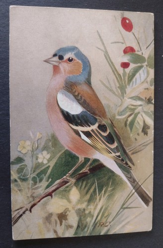 Bird postcard chaffinch - bird,