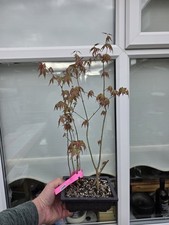  Japanese Maple 