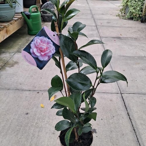 Camellia japonica rosea - 1,