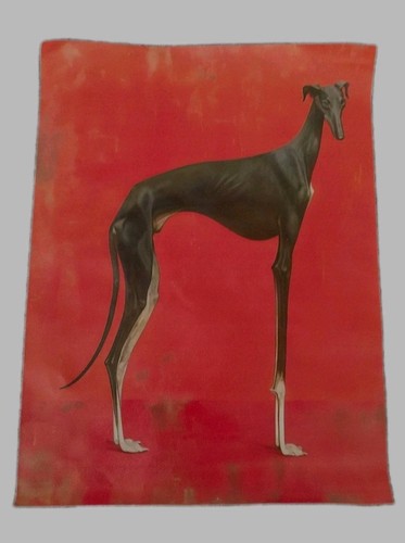 Greyhound print unframed - print,