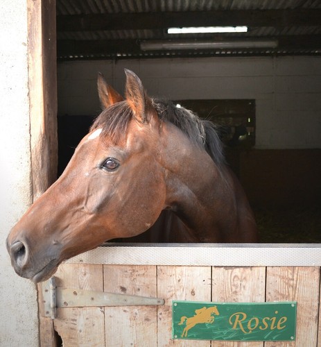 Horse friendly hedge - horse,