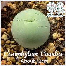 Conophytum Caculus Aizoaceae