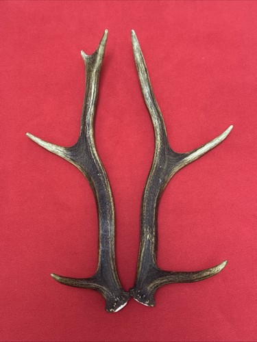 Pair red deer antlers - deer,