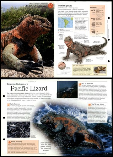 Marine iguana reptiles - #35,
