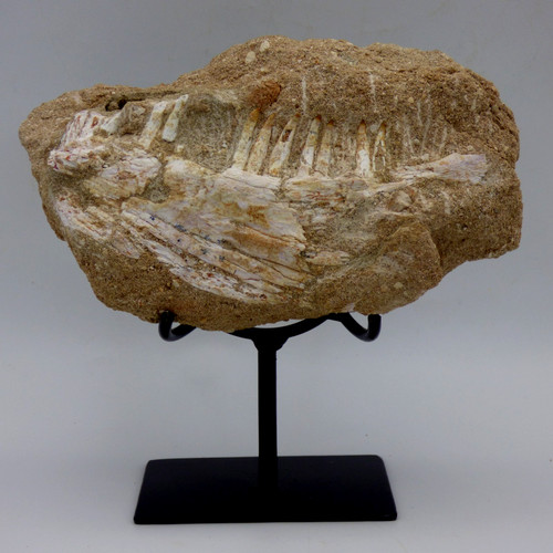Fossil fish jaw teeth - fish, +teeth