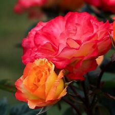 Rose Bush Plant Hardy UK Grown