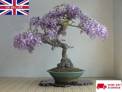 Tree wisteria bolusanthus - wisteria, (bolusanthus