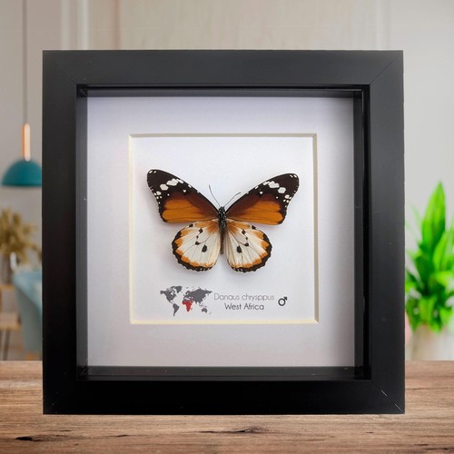 Framed african monarch - framed,
