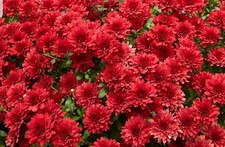 Chrysanthemum Red - 1.5L Pot. Bedding Live Plant. Well rooted