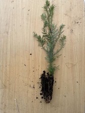 Coast redwood sequoia - 🌲,