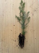 Coast Redwood ? Sequoia sempervirens ?? 20/40cm - Tallest Tree in the World