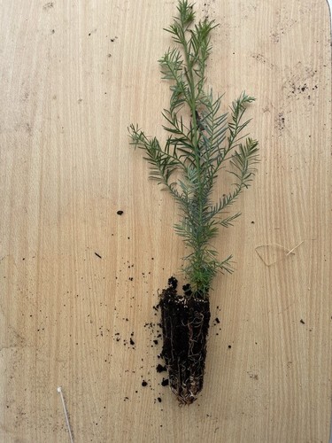 Coast redwood sequoia - coast,