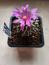 Ariocarpus kotschoubeyanus