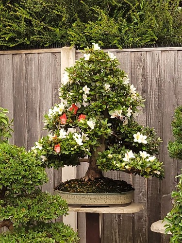 Specimen bonsai tree - bonsai, satsuki