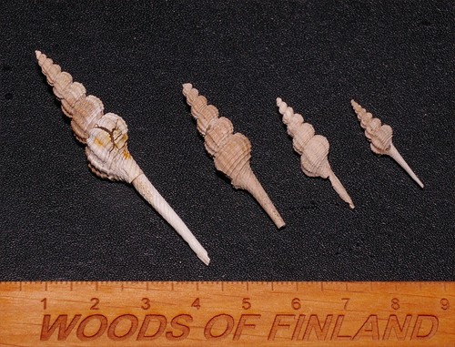 Eocene gastropod fusinus - gastropod,