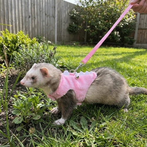 Ferret vest harness pet - harness,