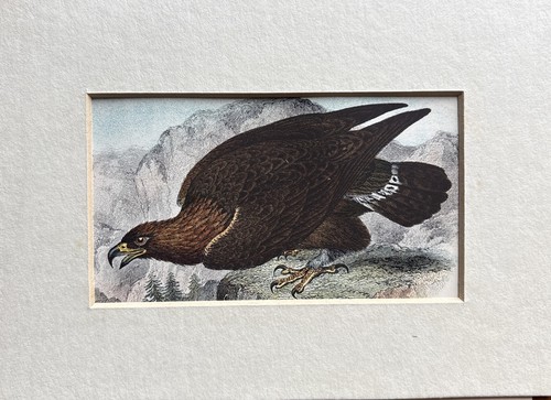Antique golden eagle coloured - antique,