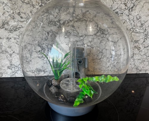 Reef one orb fish - reef, tank