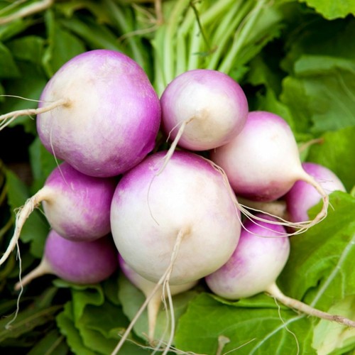 Turnip purple top milan - purple,