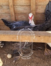 3 Muscovy Duck Hatching Eggs