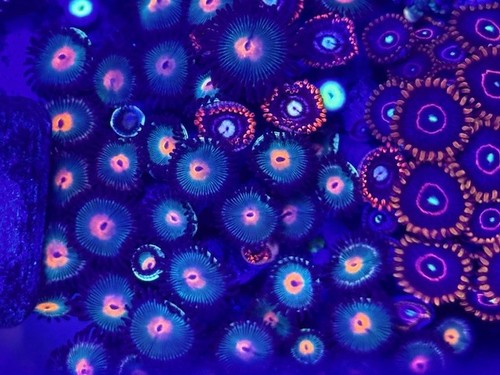 Coral beauties aquatics - beauties,