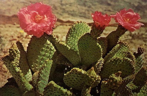Postcard blooming magenta - blooming,
