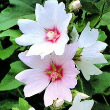 3 X LAVATERA 'BARNSLEY BABY' TREE MALLOW EVERGREEN SHRUB HARDY PLANT IN POT