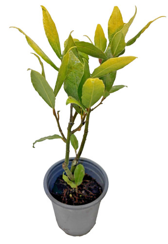 Laurus nobilis aurea golden - laurus, 'aurea'
