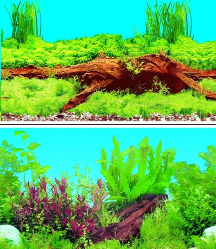 Aquarium fish tank background - fish,