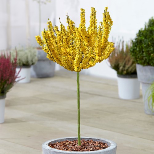 Forsythia nimbus tree potted - forsythia,