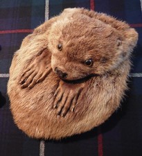 Scottish Kilt. Vintage. Full mask day sporran.  Kirkwood of Edinburgh 1920's.