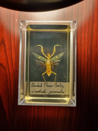 Flower mantis insect - flower, specimen