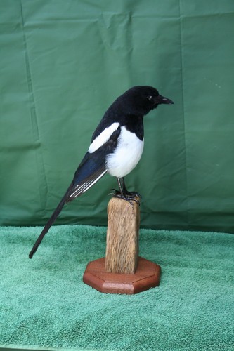 Taxidermy magpie crow this - taxidermy, is