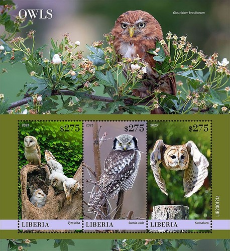 Owls birds prey owl - owls, of