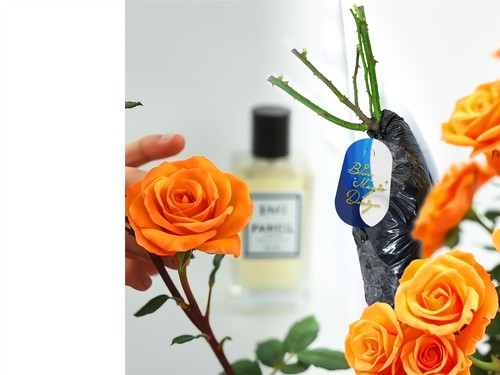 Perfume rose bush plant bare - rose,
