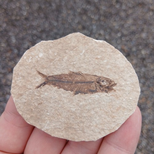 Knightia fossil fish green - fish,