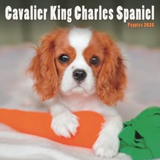 Cavalier King Charles Spaniel