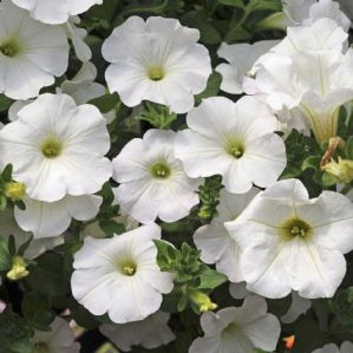 Trailing petunia surfinia - 6,